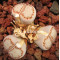 C324 - Plant